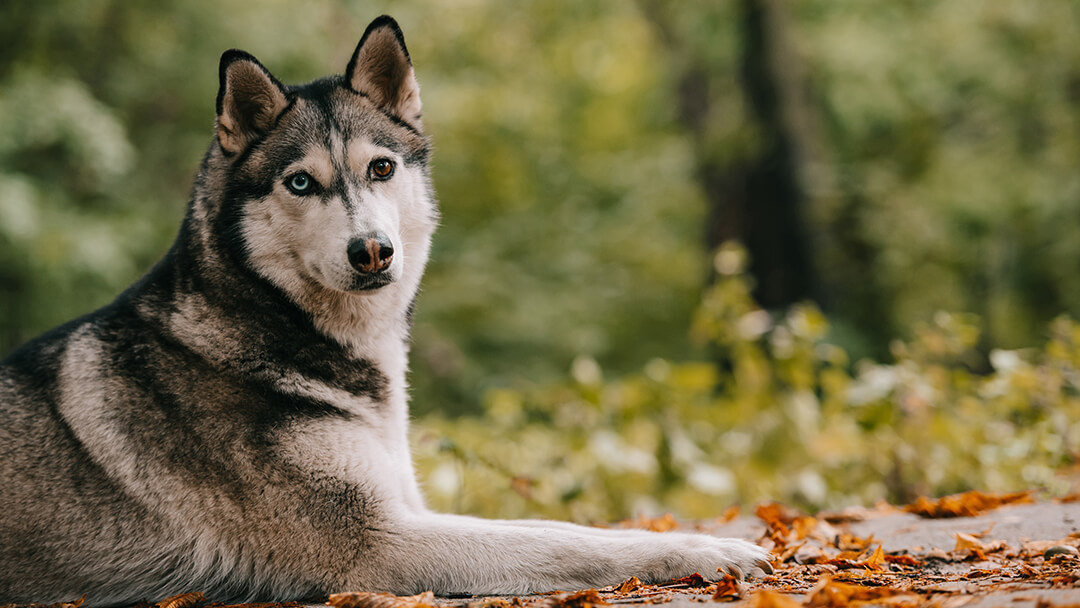 Wolf Dog, one of the dogs that have been banned